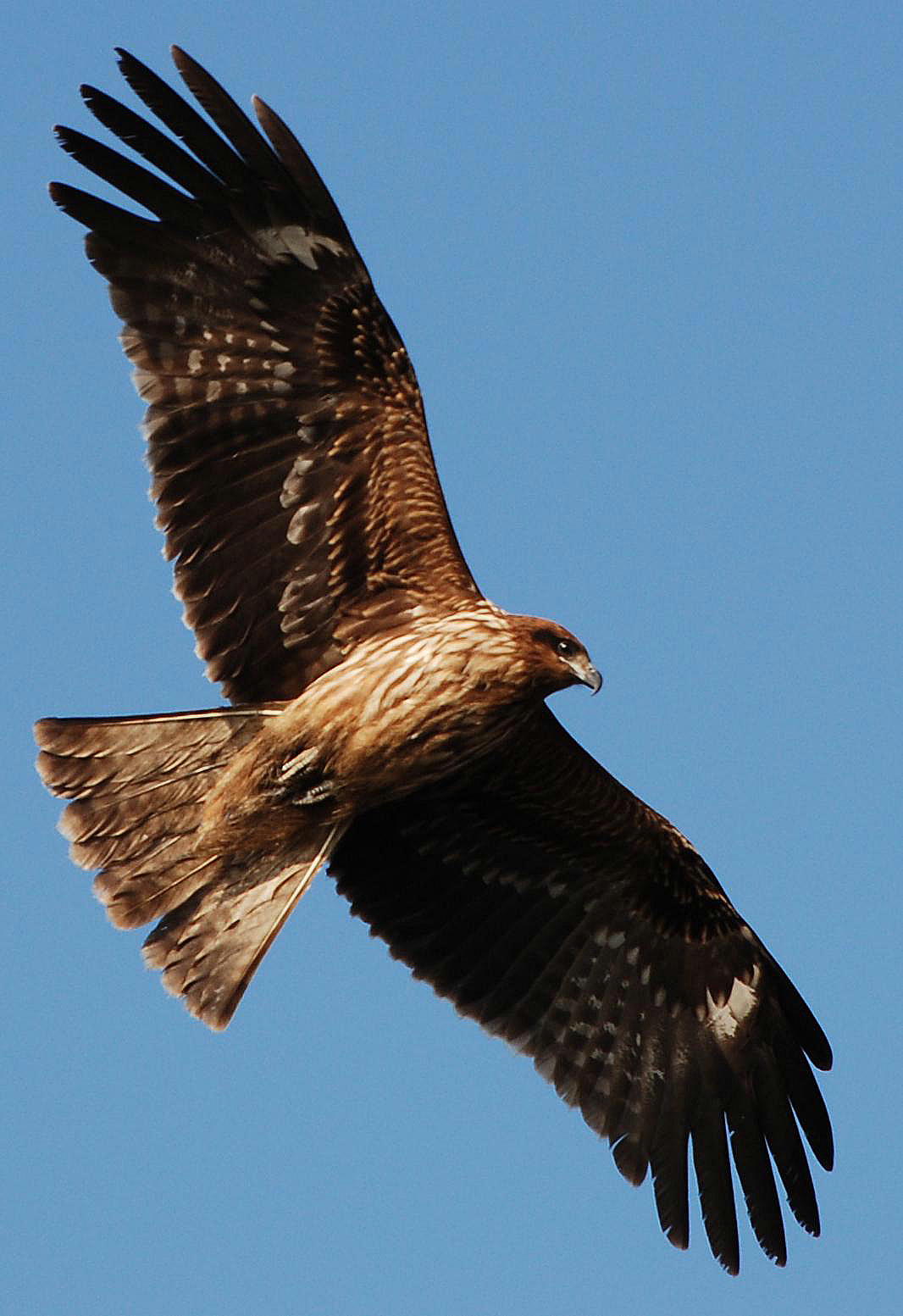 鷹 たか タカ 鷲 わし ワシ 鳶 とんび 隼 はやぶさ ハヤブサ オブジェ